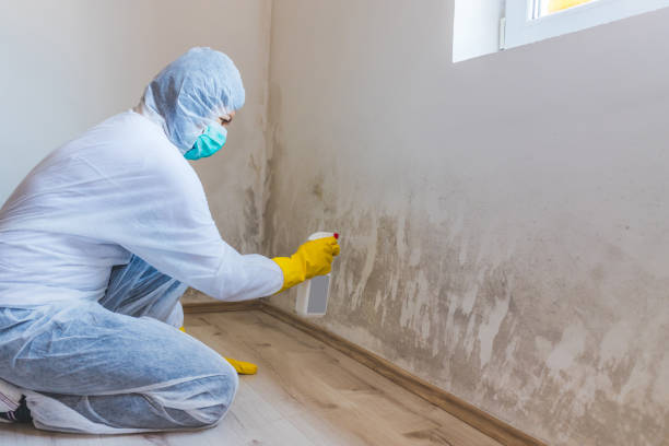Licensed Basement Mold Remediation service in Glen Mills, PA - WQB Mold Removal